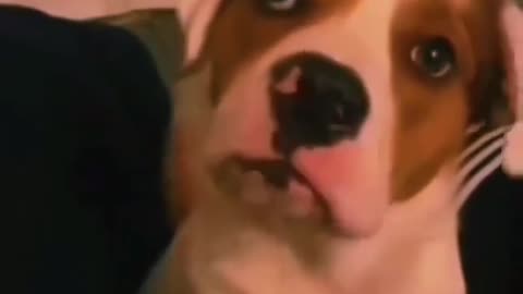 Funny Pets 2023 😍 New funny pets videos