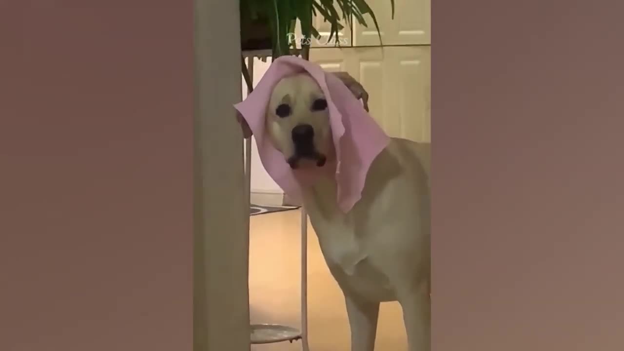 New Funny Animals π Funniest Dogs and Cats Videos πΊπΆ Part 23