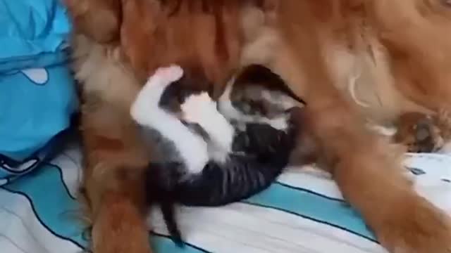 Cat and dog relationship funny