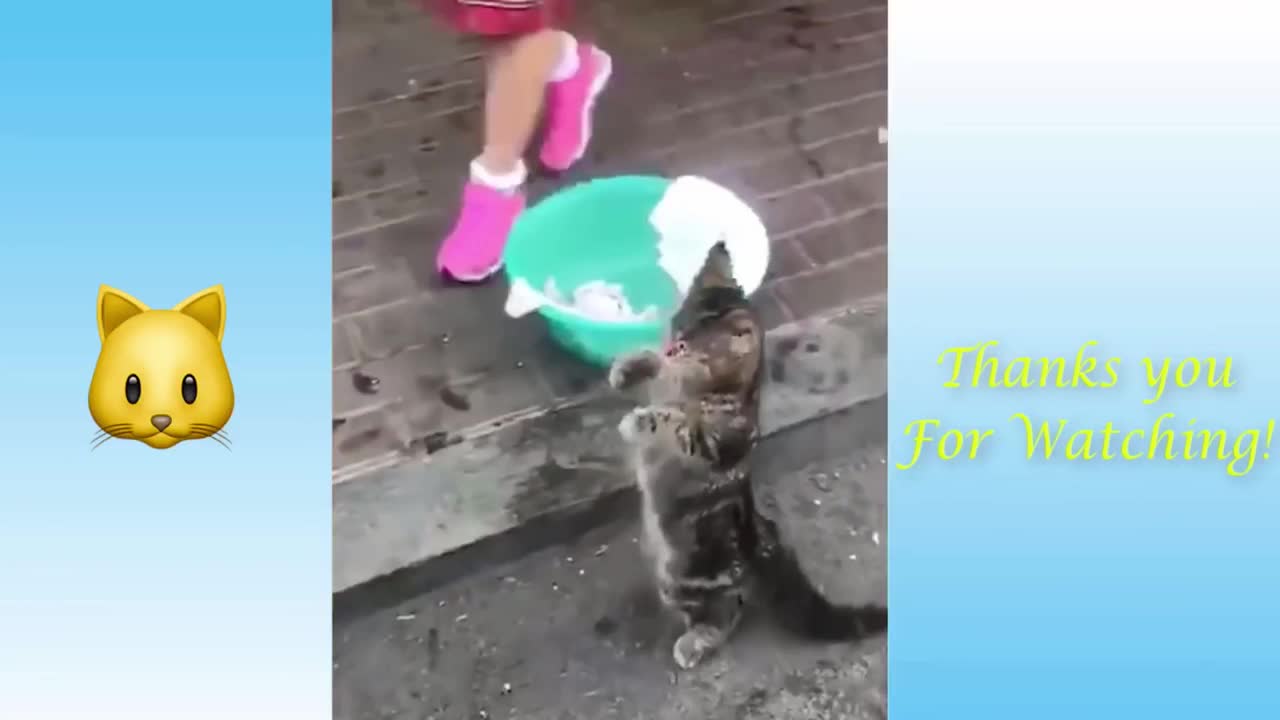 Funny animals. Funniest video😁