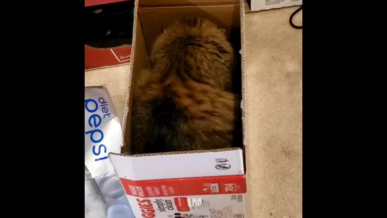 Petunia Loves Boxes ❤️ 📦