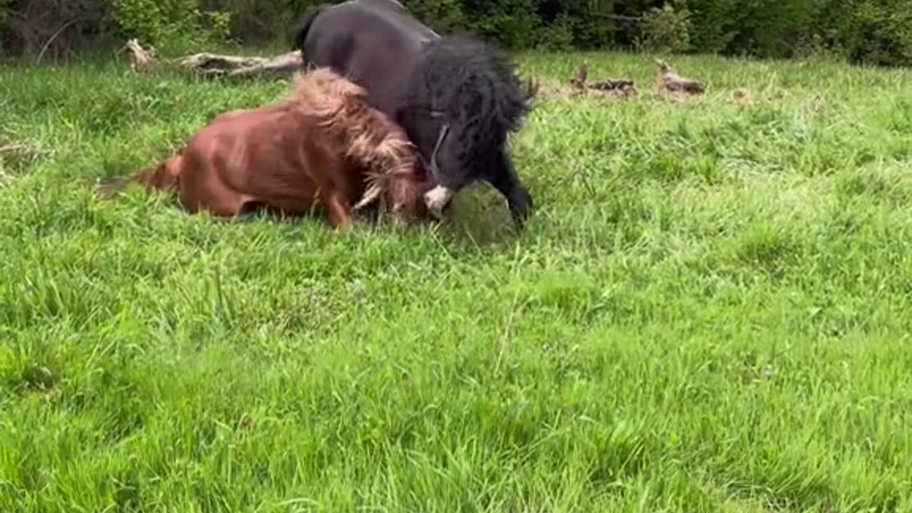 The Funniest Horse Moments