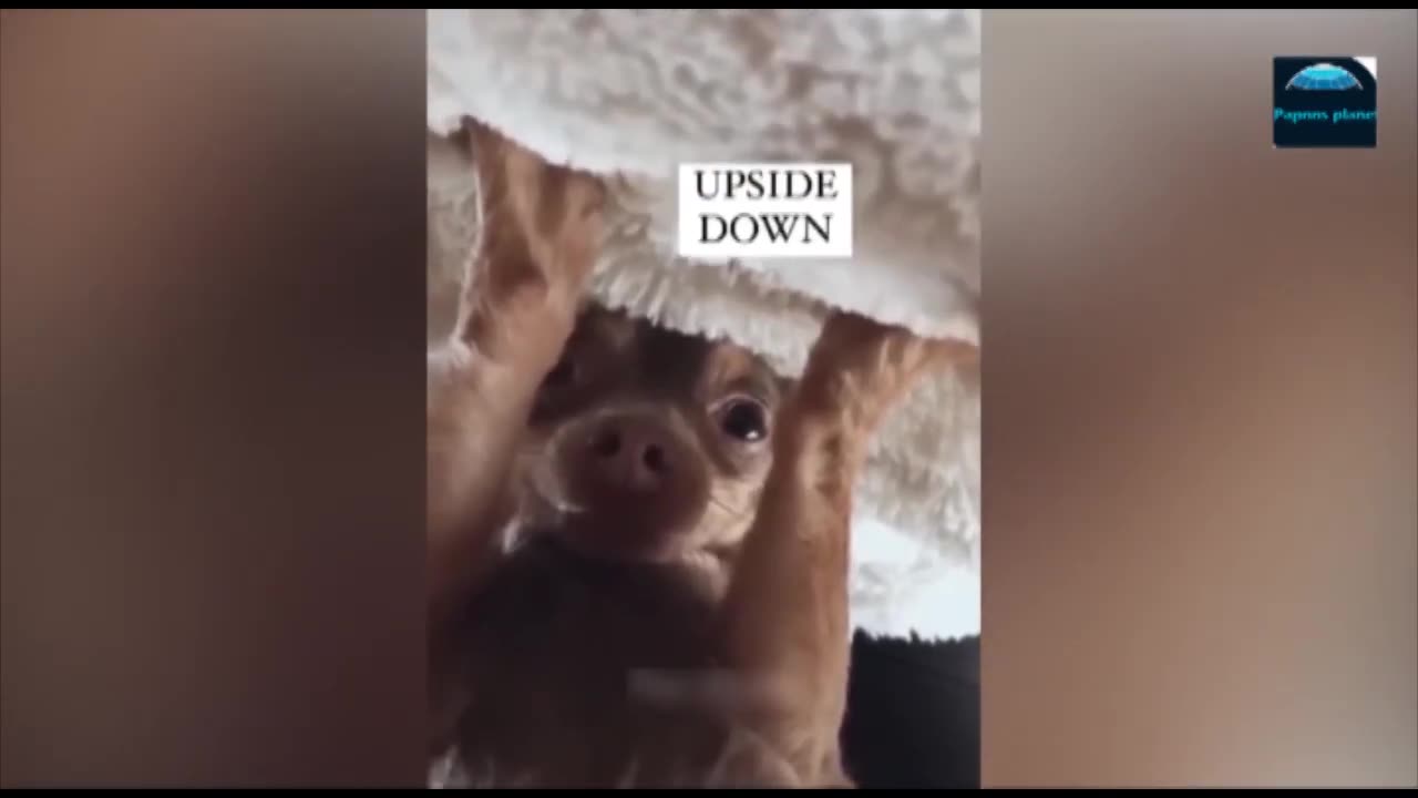 The funniest cats and dogs in funny animal videos from 2023