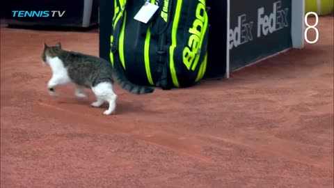 Snowball Takes The Court By Storm