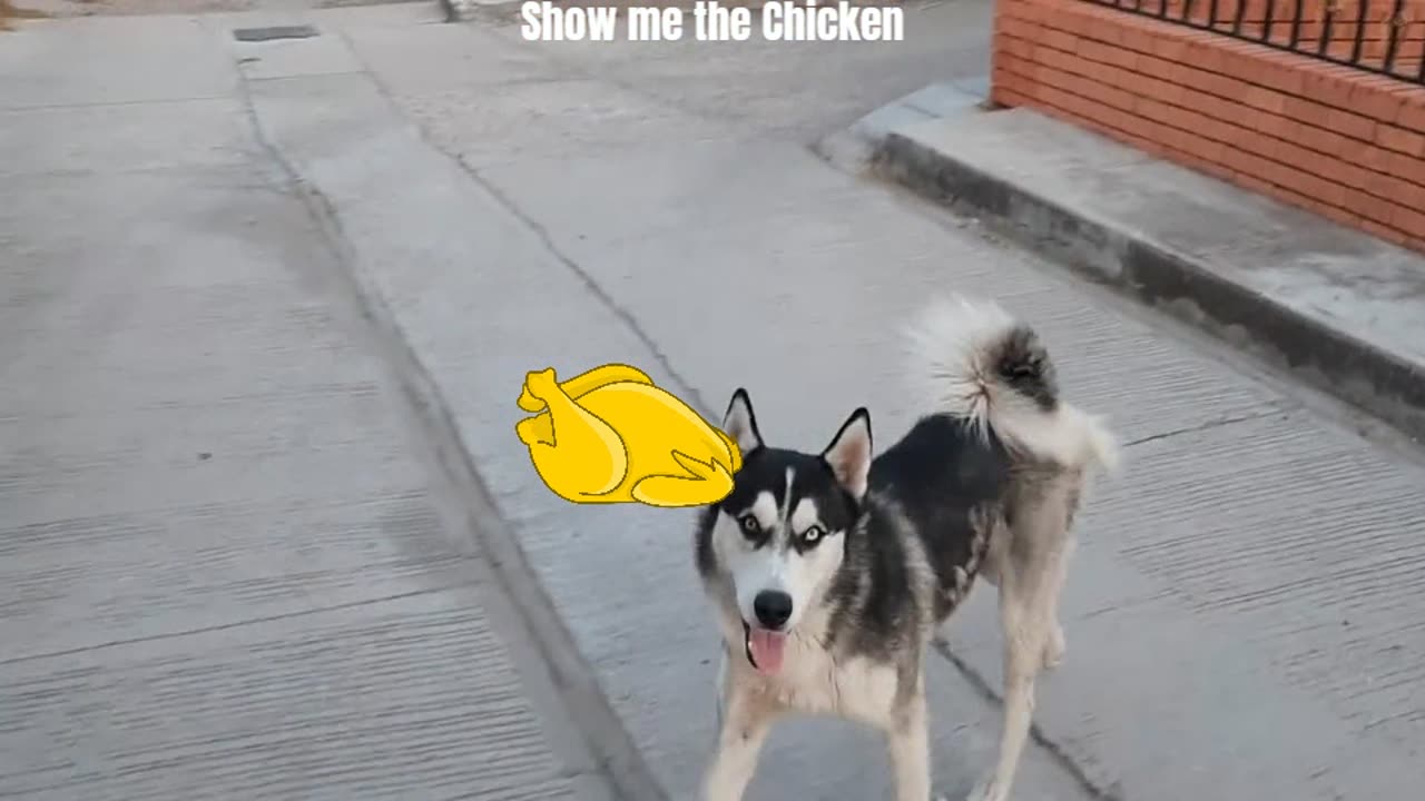 Watch as this adorable dog chasing a delicious chicken dinner!