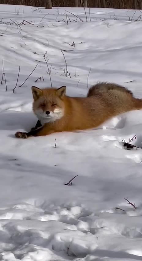 Whatever Fox. No one believes you 🤣🤣