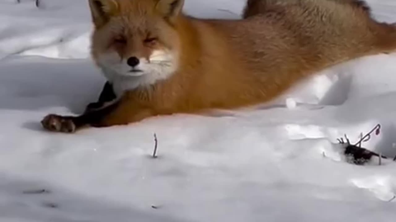 Whatever Fox. No one believes you 🤣🤣