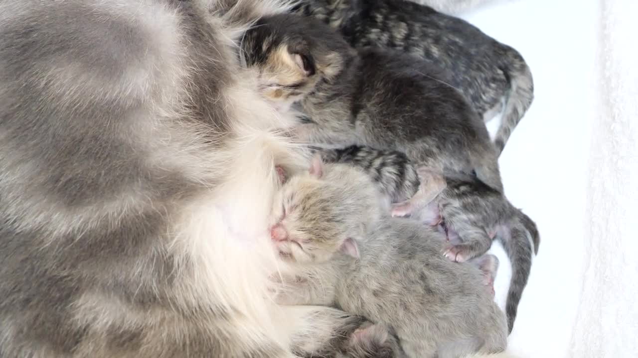 Kittens two hours after birth scramble for milk.