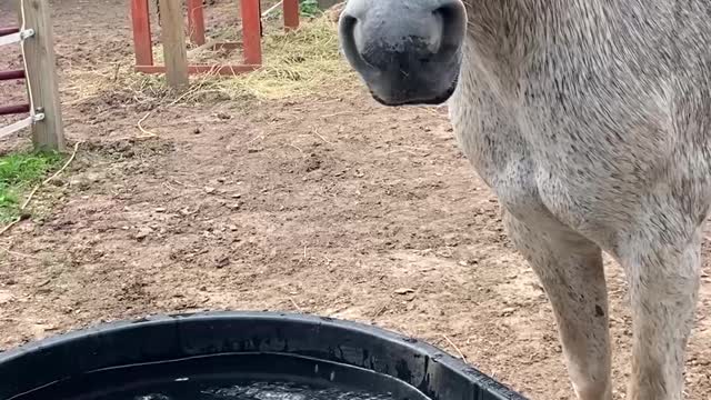 Silver the Horse Chomps Water