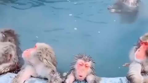 Monkeys are on vacation