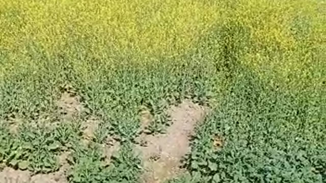 mustard crops