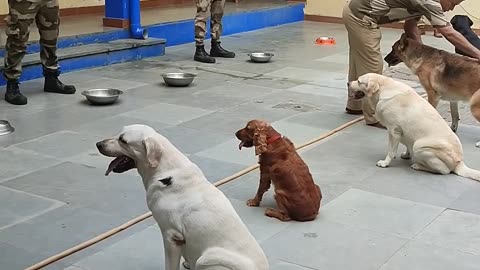 CISF Dog Squad feeding routine. #cisf#dmrc#dog