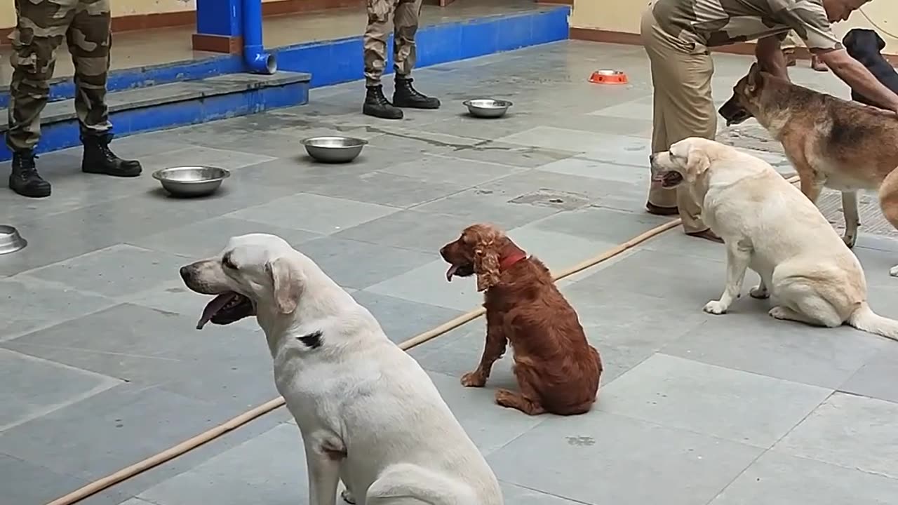 CISF Dog Squad feeding routine. #cisf#dmrc#dog