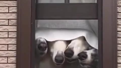 Nosey Neighbors