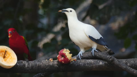 Birds Eating Fruits On A Tree - Wonderful and special scene