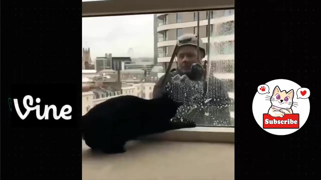 Best Funny Animal Videos Of The 2023 π€£ - Funniest Cats And Dogs Videos πΊπππΆ Funny cat & dog videos π