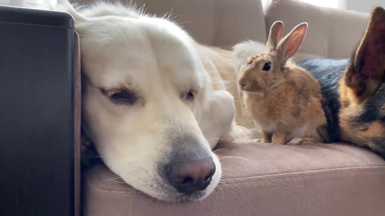 Golden Retriever and German Shepherd Puppy Play with Bunny Sam for the First Time!