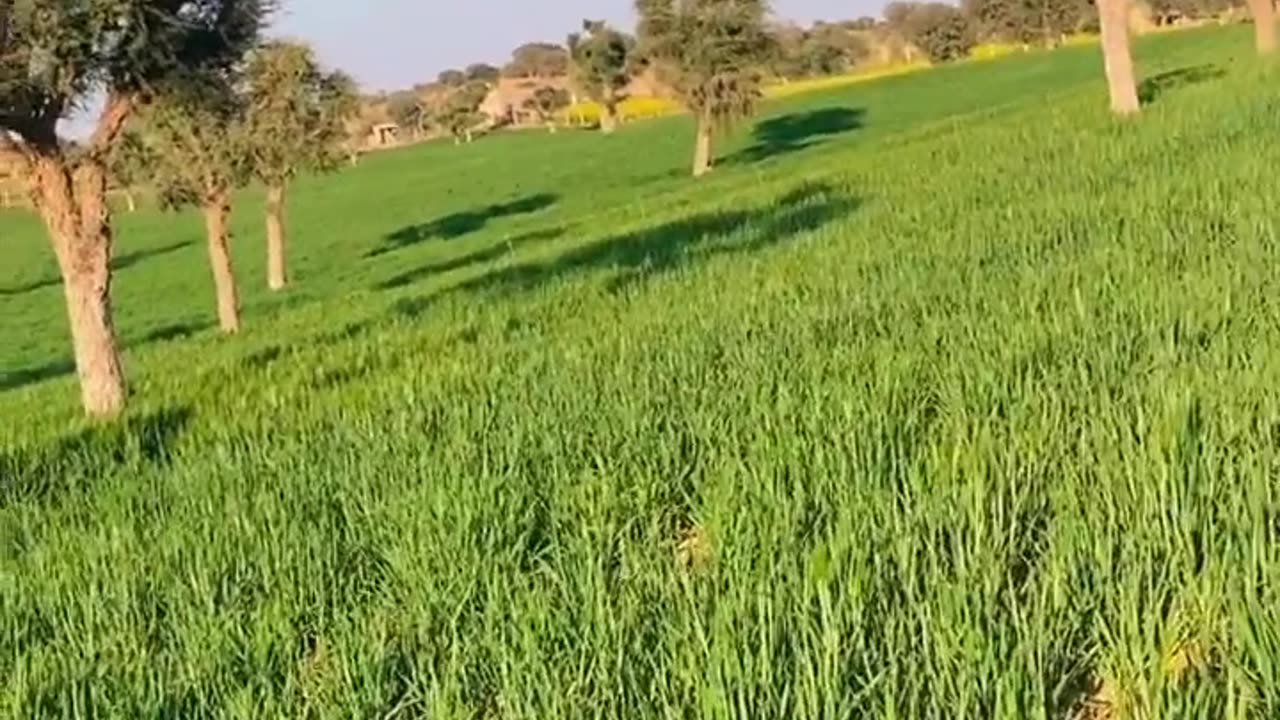 Farming Of Jau & Wheat and Mustard