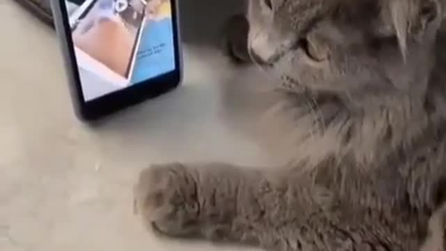 The cat is enjoying the phone