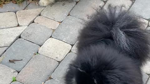 Dog and cat both are playing