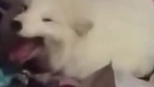 Funny dogs compilation