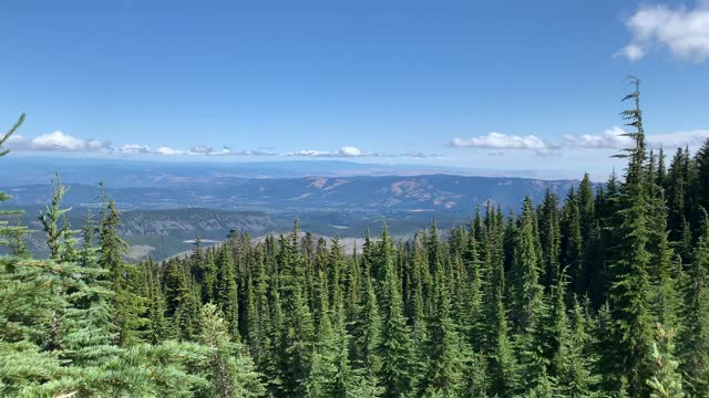 Oregon – Mount Hood – Timberline Loop – Sea of Mountain Hemlock with Expansive Basin Views