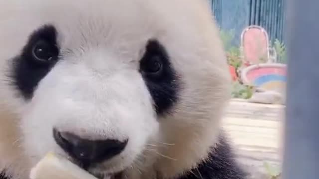 cute panda