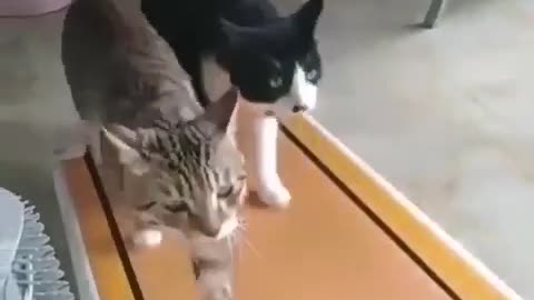 Cat doing Exercise