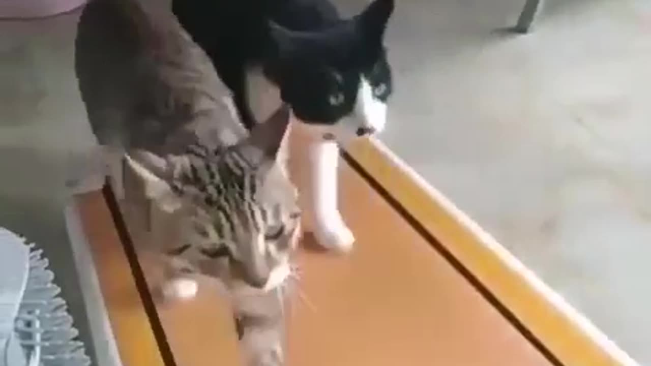 Cat doing Exercise