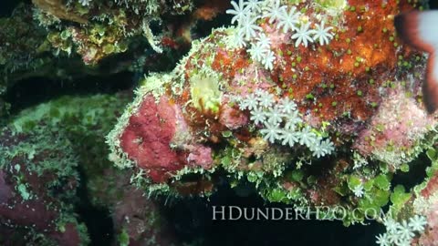 HDunderH2O 2010 Underwater Demo Reel