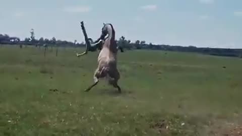 What an amazing horse rider
