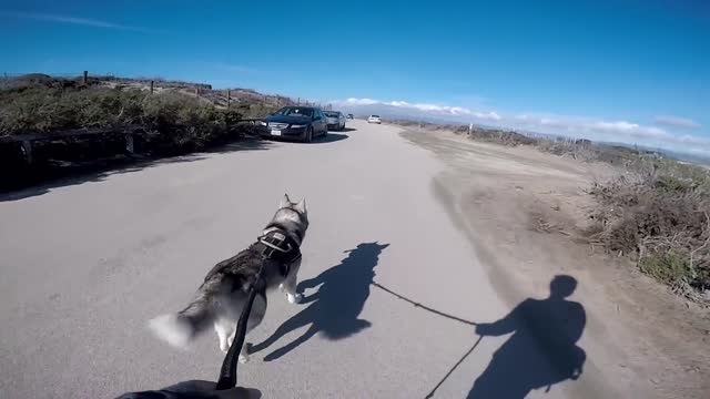 GONE WRONG: Loose Dog Approaches MALE Siberian Husky Enjoying His Beach Run!