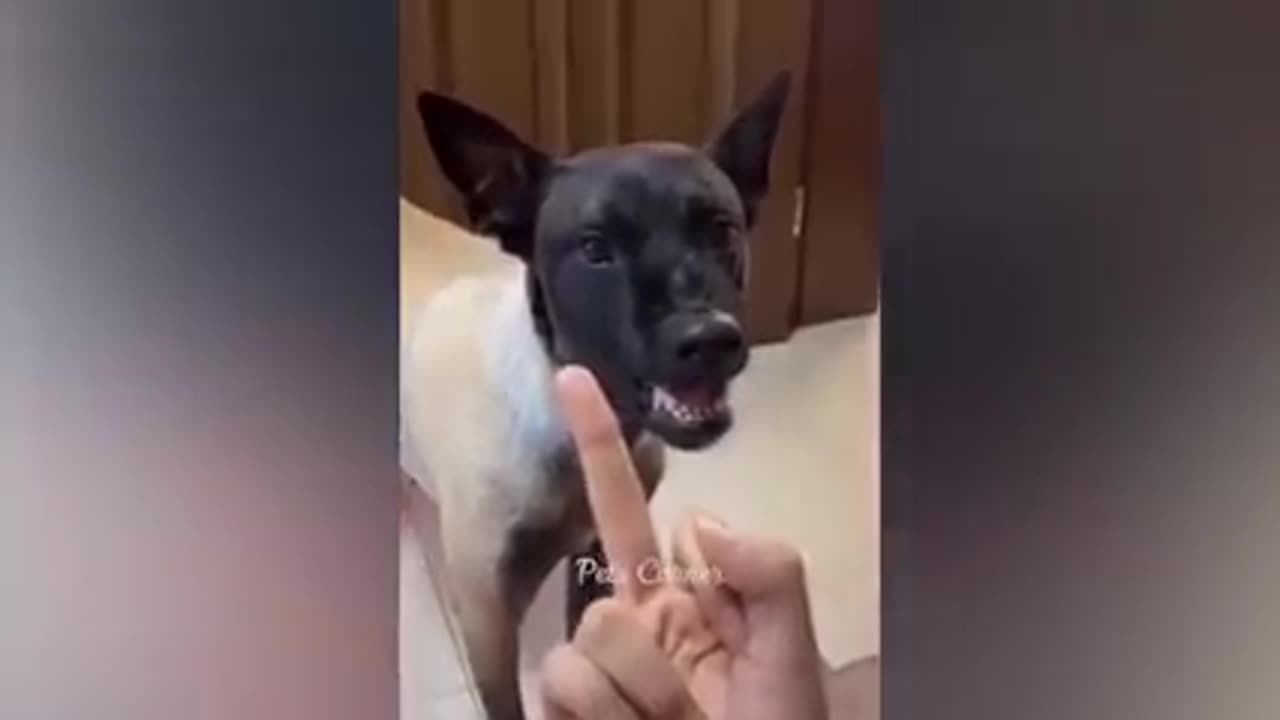Funniest Animals 2023 Best Cute Cats and Dog