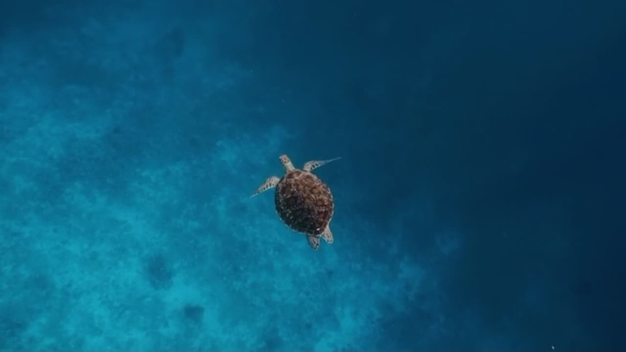 Lonely sea turtle swimming in wild in its natural habitat in crystal blue water on Bali island