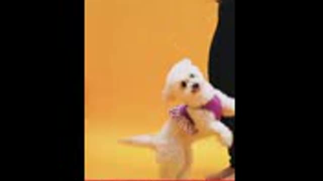 Doge training video