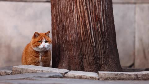 An orange cat was hiding under a tree