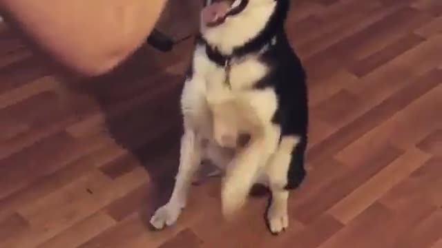 A dog wagging its tail.