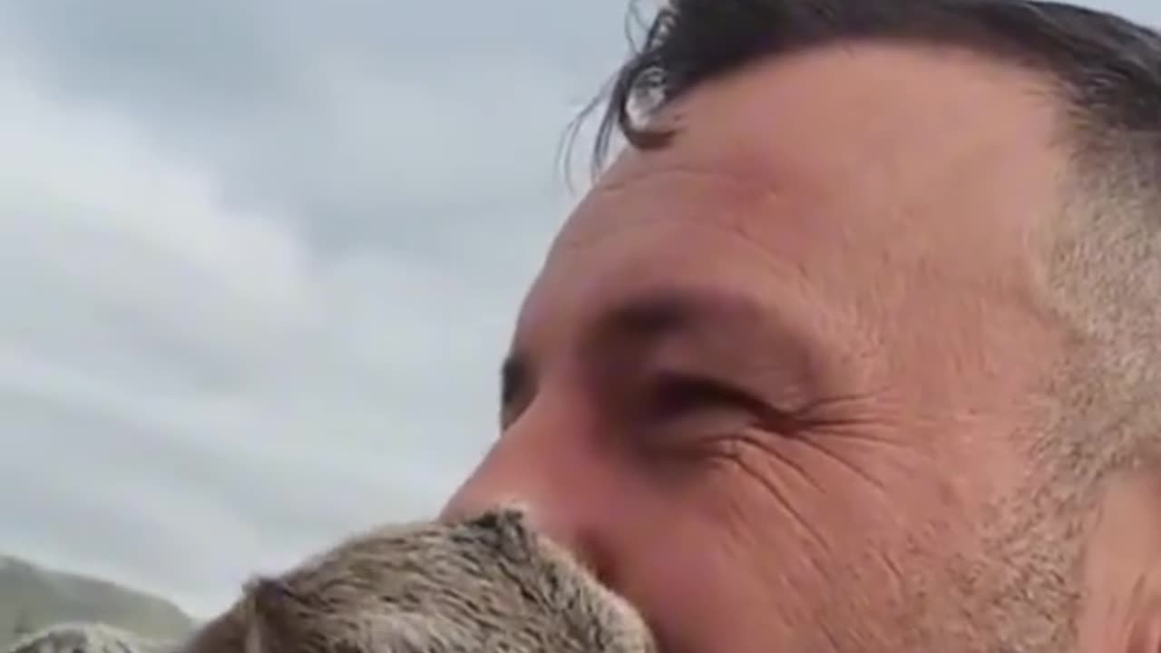 Funny Animals video