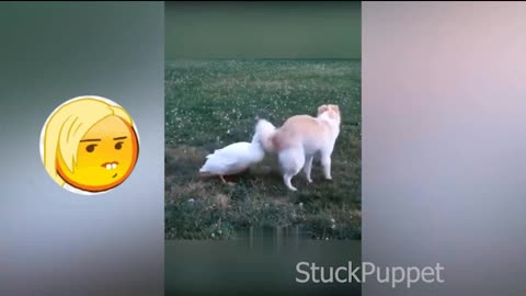 😂 Funny Dogs and Cats Videos 😺🐶 Funniest Animals 2023 Part 2