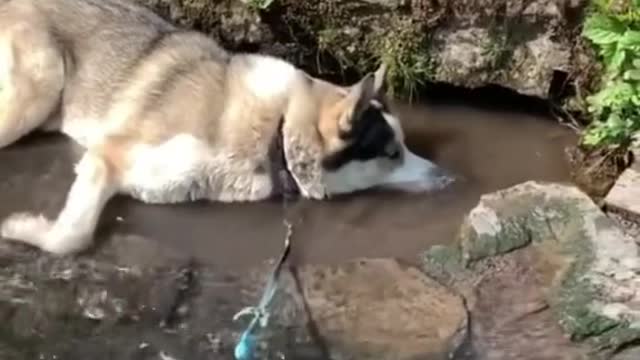 He learned a new trick 🤣