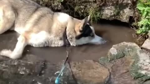 He learned a new trick 🤣