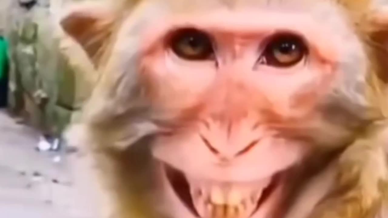 Kung Fu Monkey
