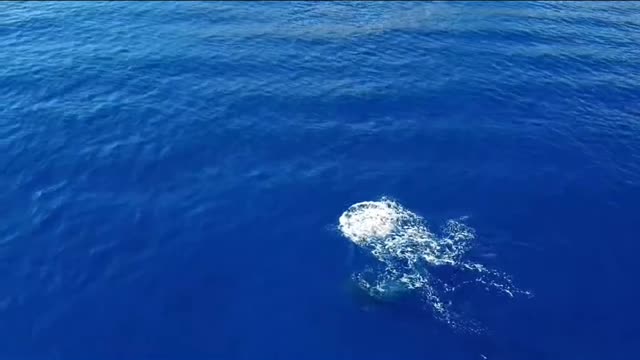 Humpback 🐋 Amazing Drone Footage