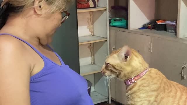 Cat Massages Owner's Tummy