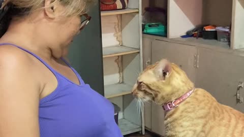 Cat Massages Owner's Tummy