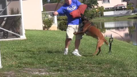 How to train your dog at home