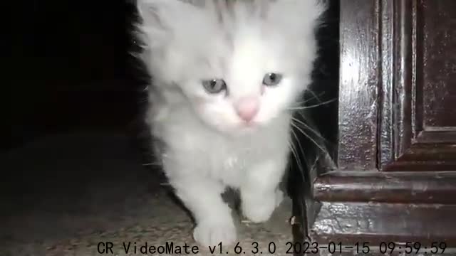 Persian kittens #catvideooftheday #kitten #lovecats #funnycat #playingcats #funnycatvideos #cat