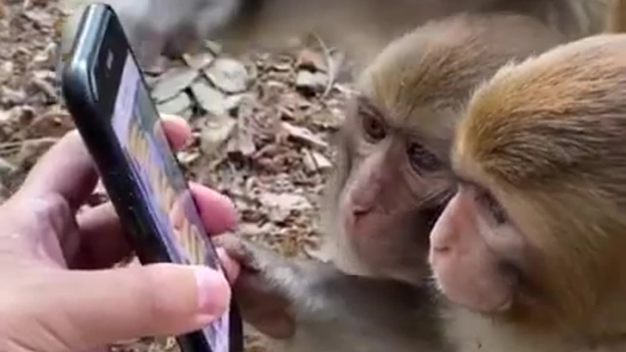 Funny monkey video 🐒