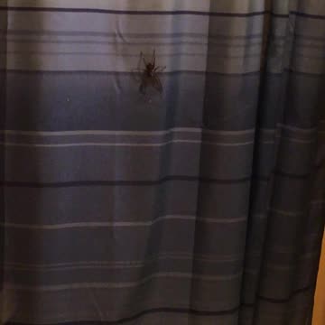 This is a 2 part video. BIG ASS SPIDER!!!!