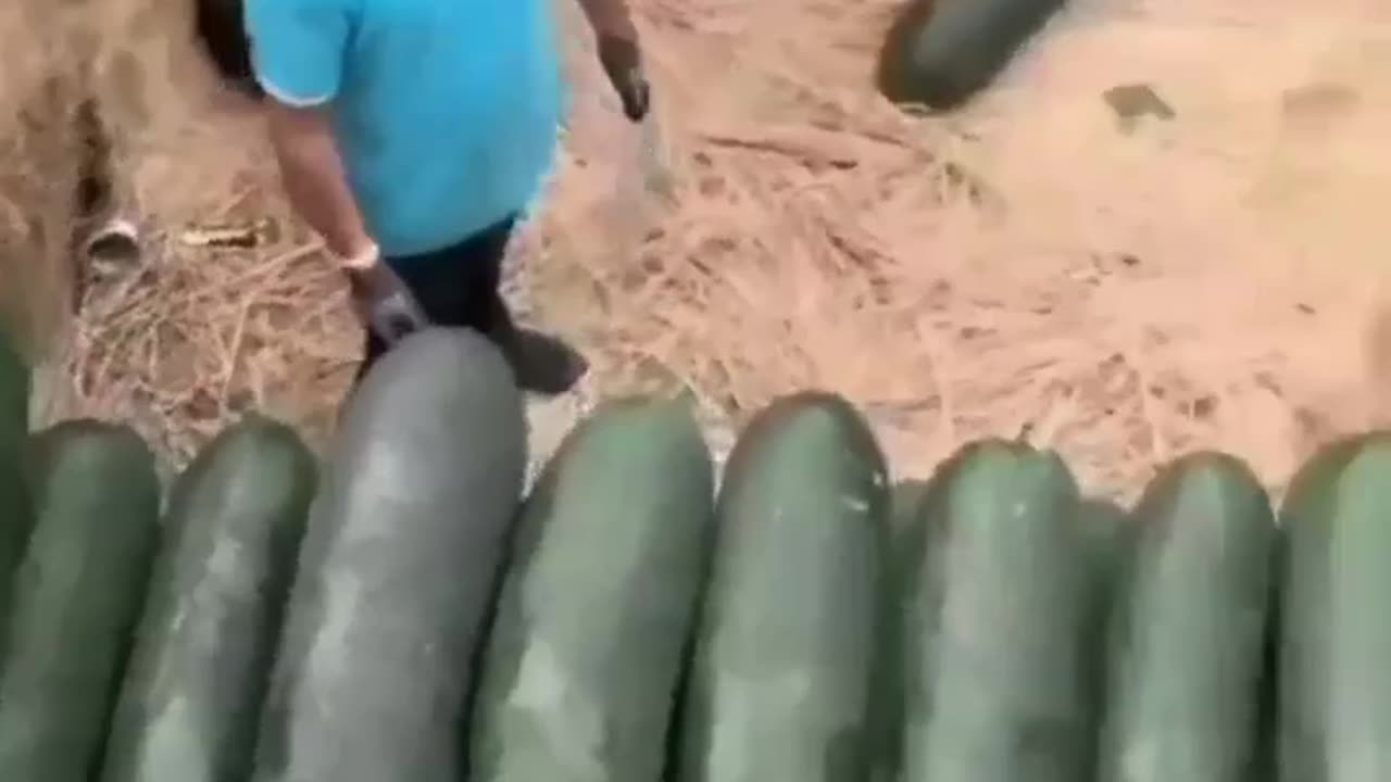 How many centimeters was the biggest cucumber you saw?